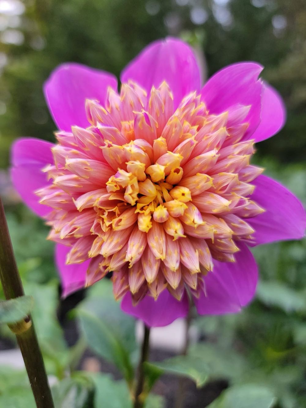 Mental Health Journal