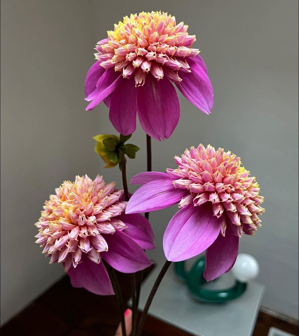 Bloomquist Ginnie - Serendipity Dahlias art collectible - Main Image 2