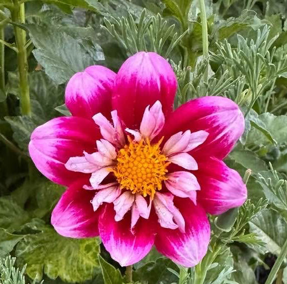 Double Trouble** - Serendipity Dahlias art collectible - Main Image 2