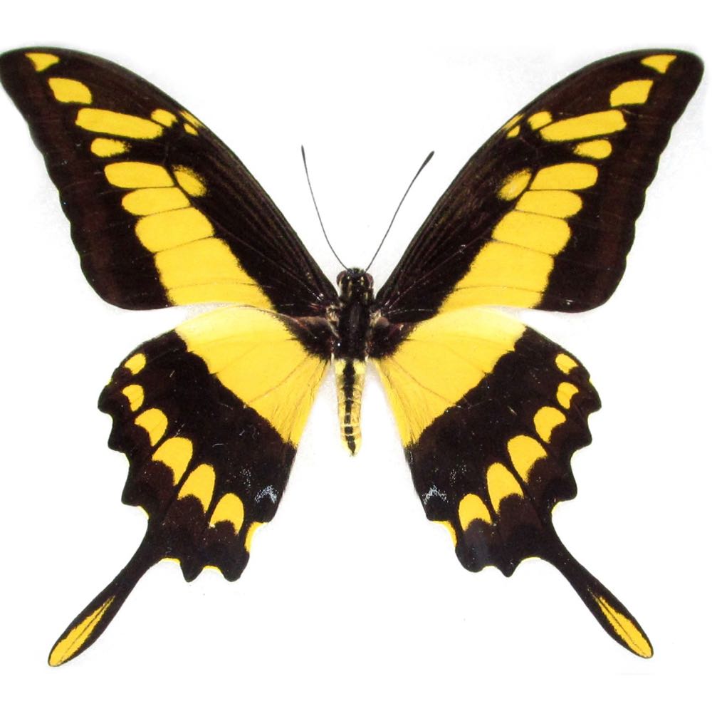 Colourful Steps Canvas