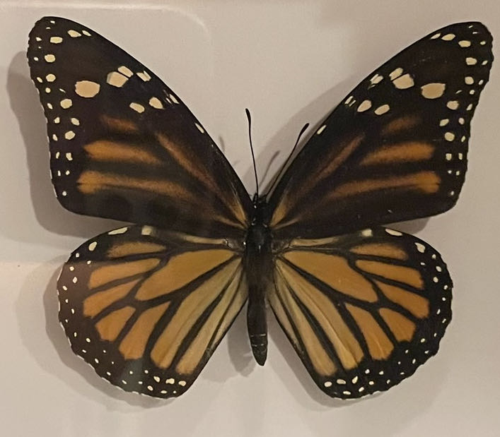 Dr Suess Pollywog Stroy Book