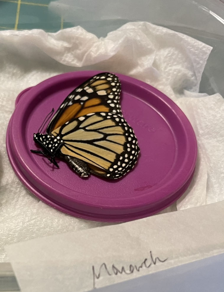 Monarch  art collectible - Main Image 2