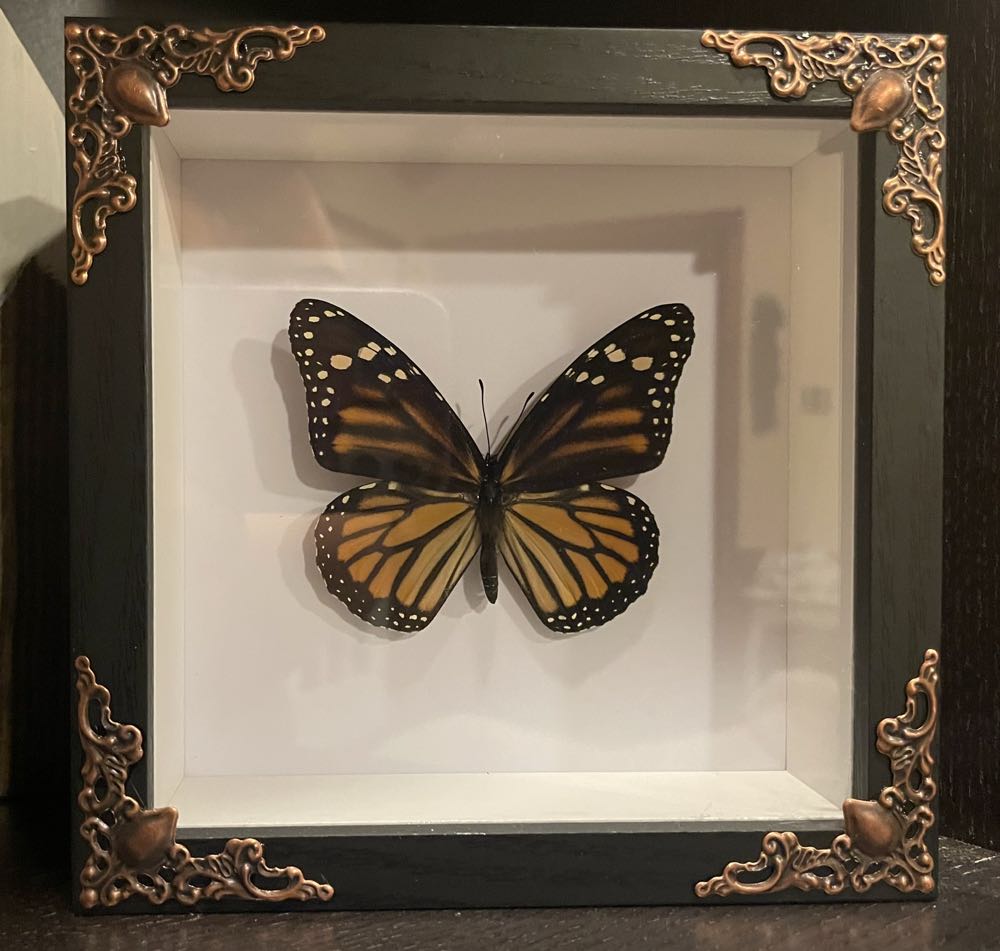 Monarch  art collectible - Main Image 4