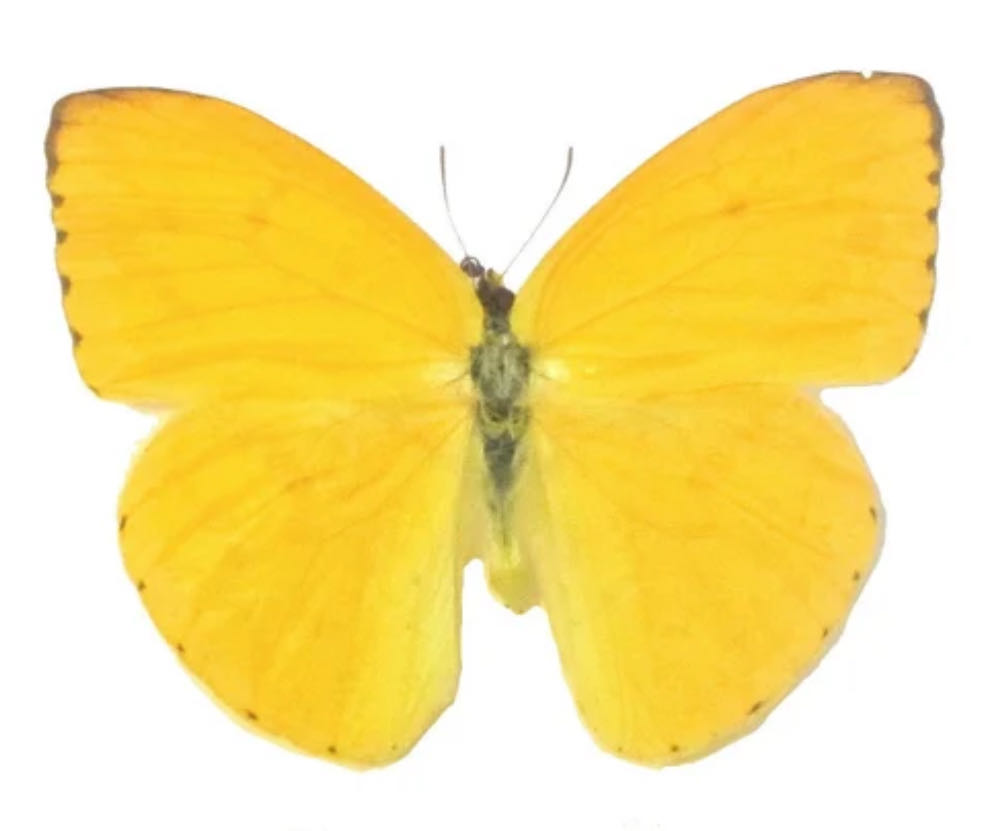 Apricot Sulphur art collectible - Main Image 1