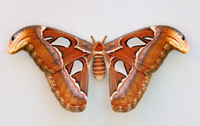 Nutrition And Obesity: Assessment Management And Prevention