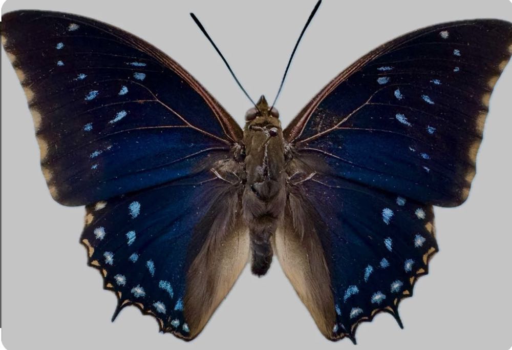 Kiss You In The Middle