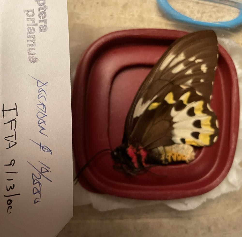 Common Green Birdwing  art collectible - Main Image 2