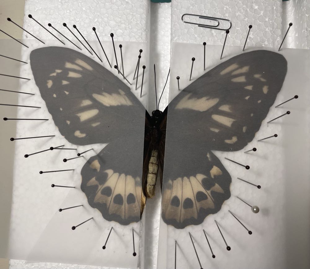 Common Green Birdwing  art collectible - Main Image 3