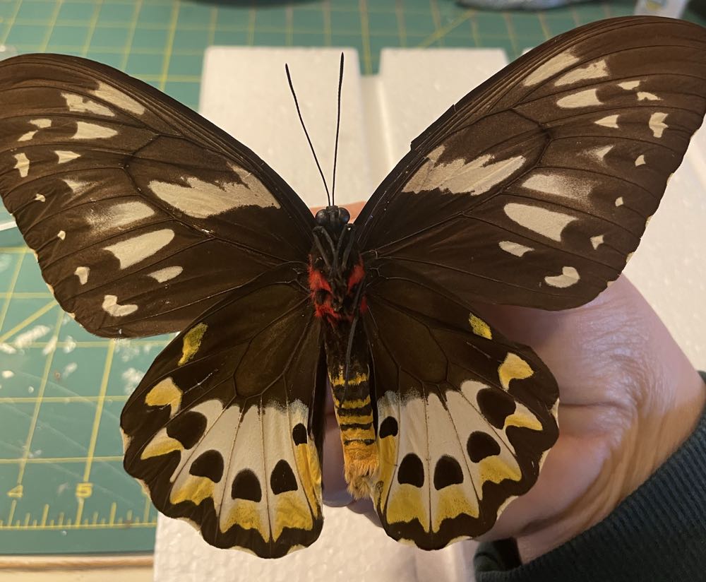 Common Green Birdwing  art collectible - Main Image 4