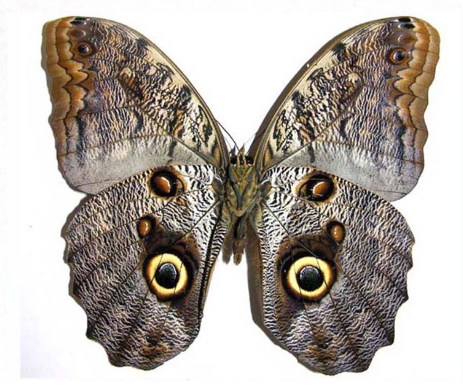 Bee Classic Playing Cards