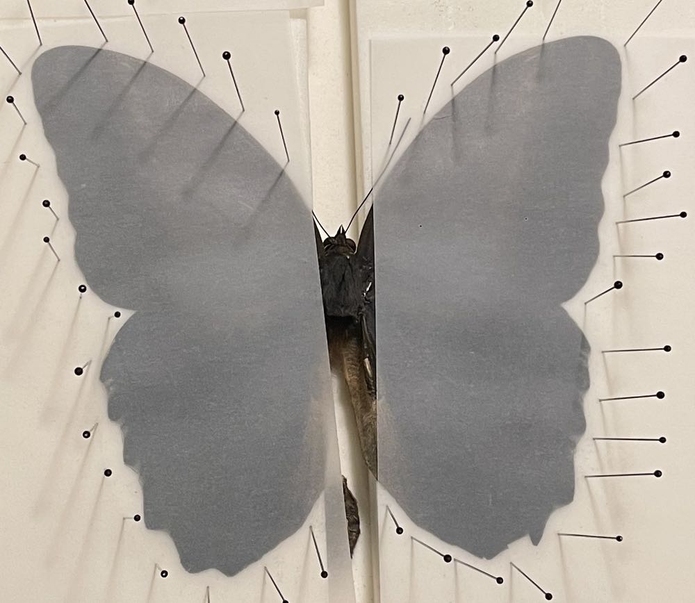 Brazilian Owl  art collectible - Main Image 2