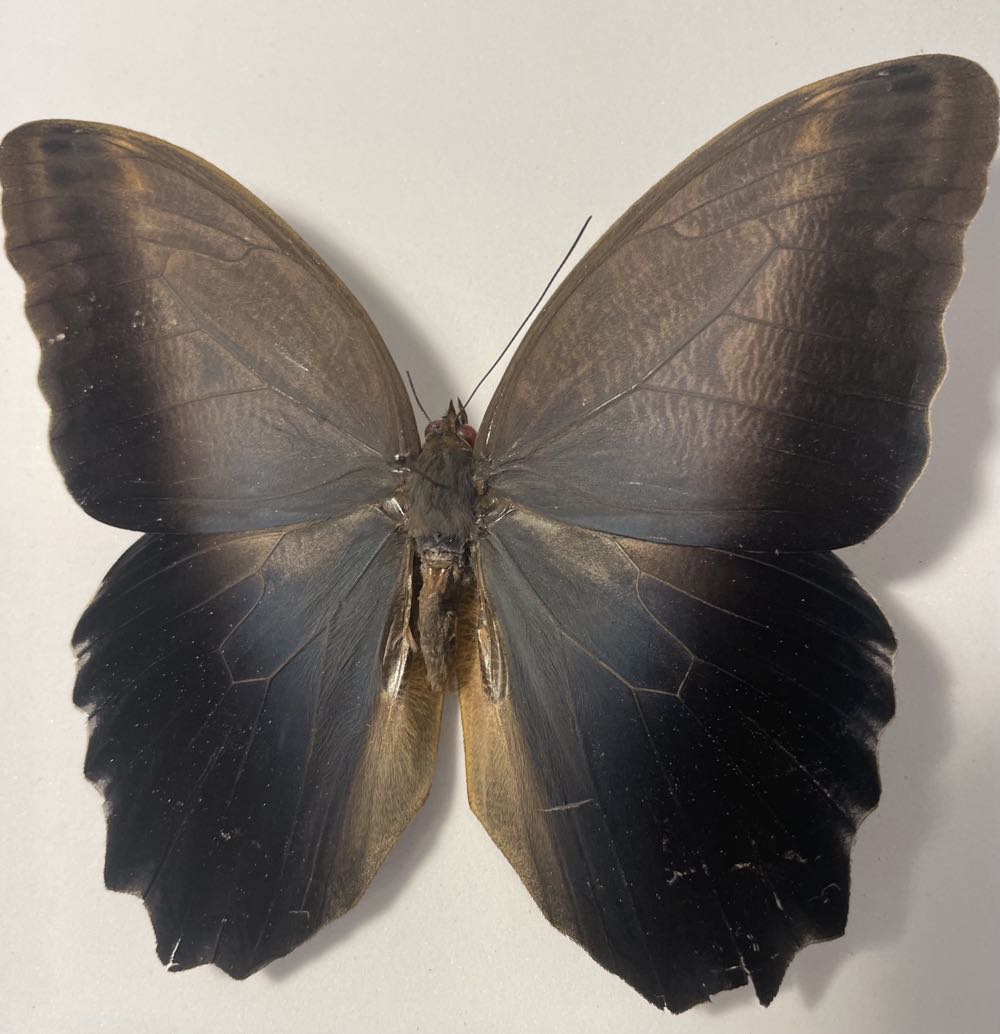 Brazilian Owl  art collectible - Main Image 3