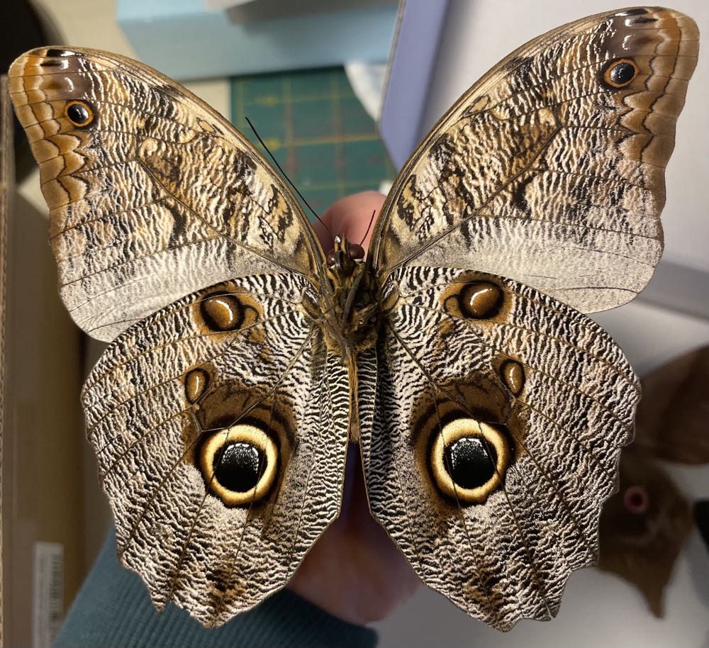 Brazilian Owl  art collectible - Main Image 4