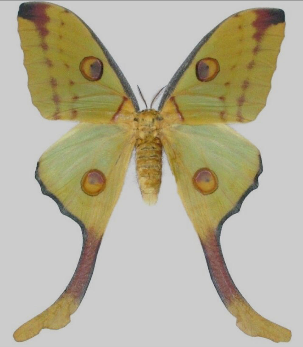 Blushweaver & Lightsong