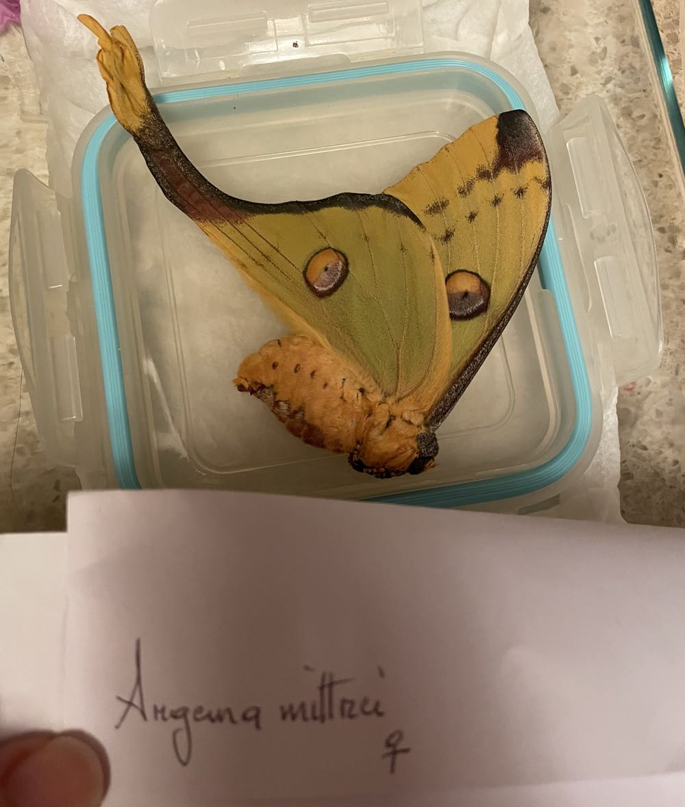 Madagasgar Moon Moth/ Comet Moth  art collectible - Main Image 2