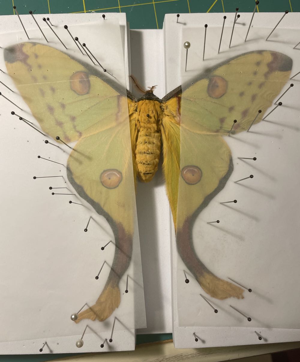 Madagasgar Moon Moth/ Comet Moth  art collectible - Main Image 3