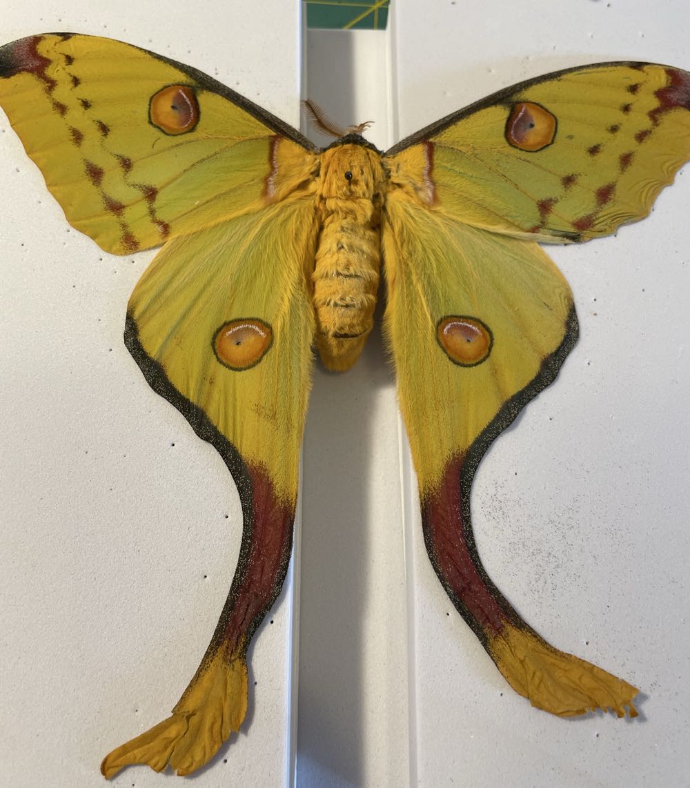 Madagasgar Moon Moth/ Comet Moth  art collectible - Main Image 4