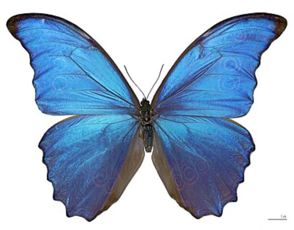 Club Nintendo Donkey Kong 64 Poster