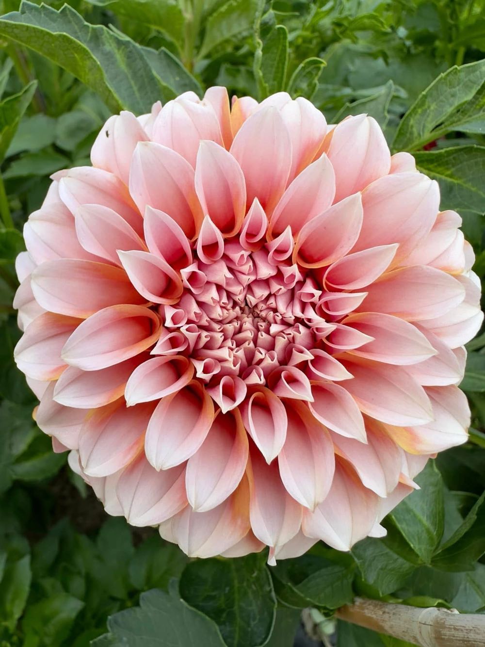 Theroy 11 Tally-Ho Titanium Edition