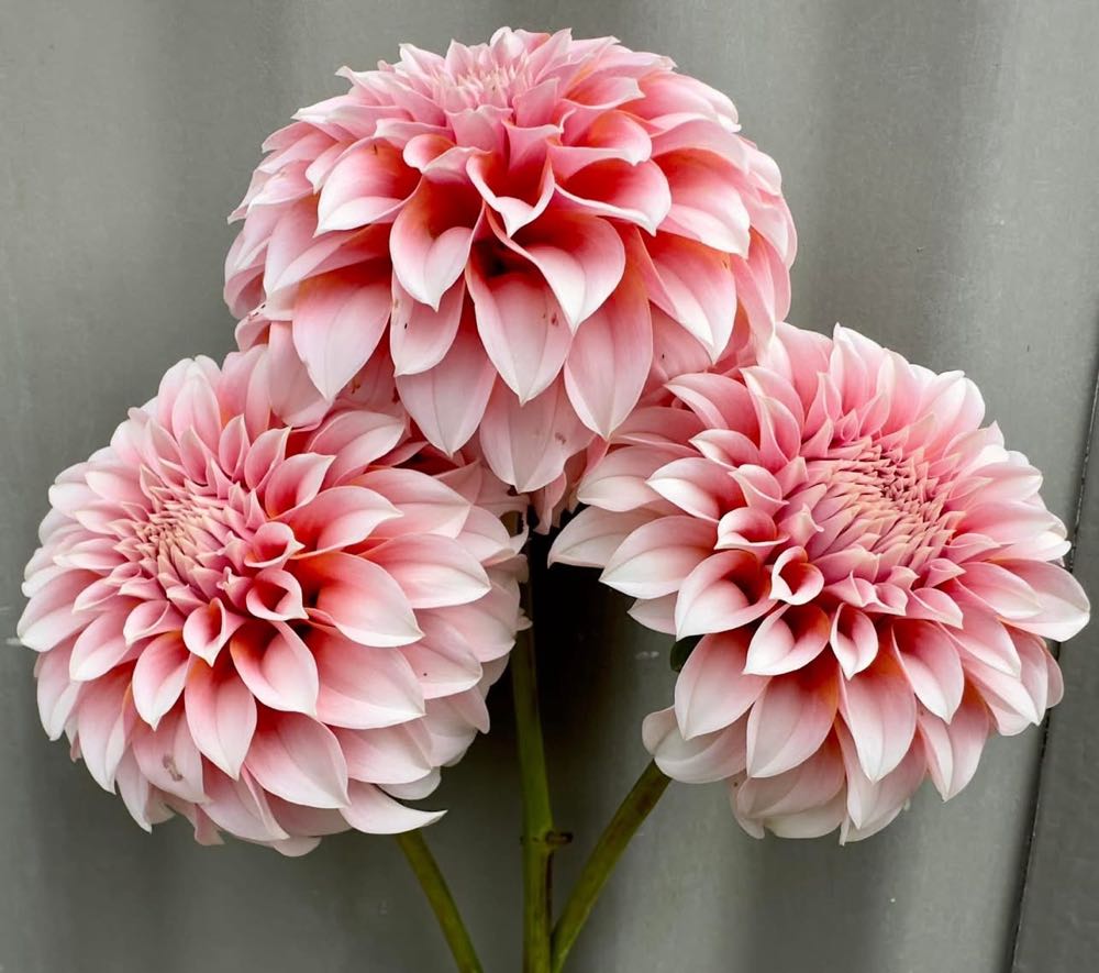 Peaches N Cream - Tara Ferro art collectible - Main Image 2