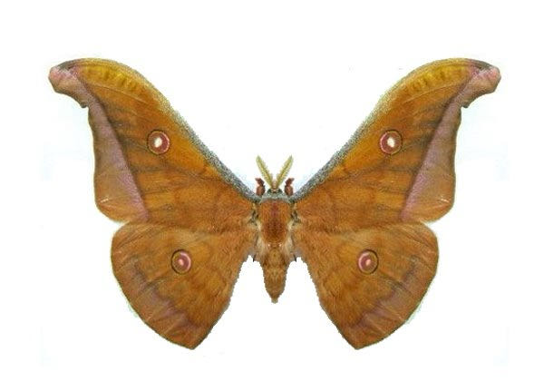 Dave Hawaiian Framed Art