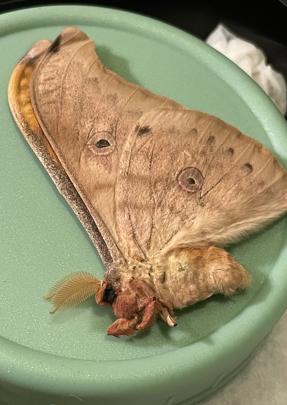 Thai Oak Silkmoth  art collectible - Main Image 2