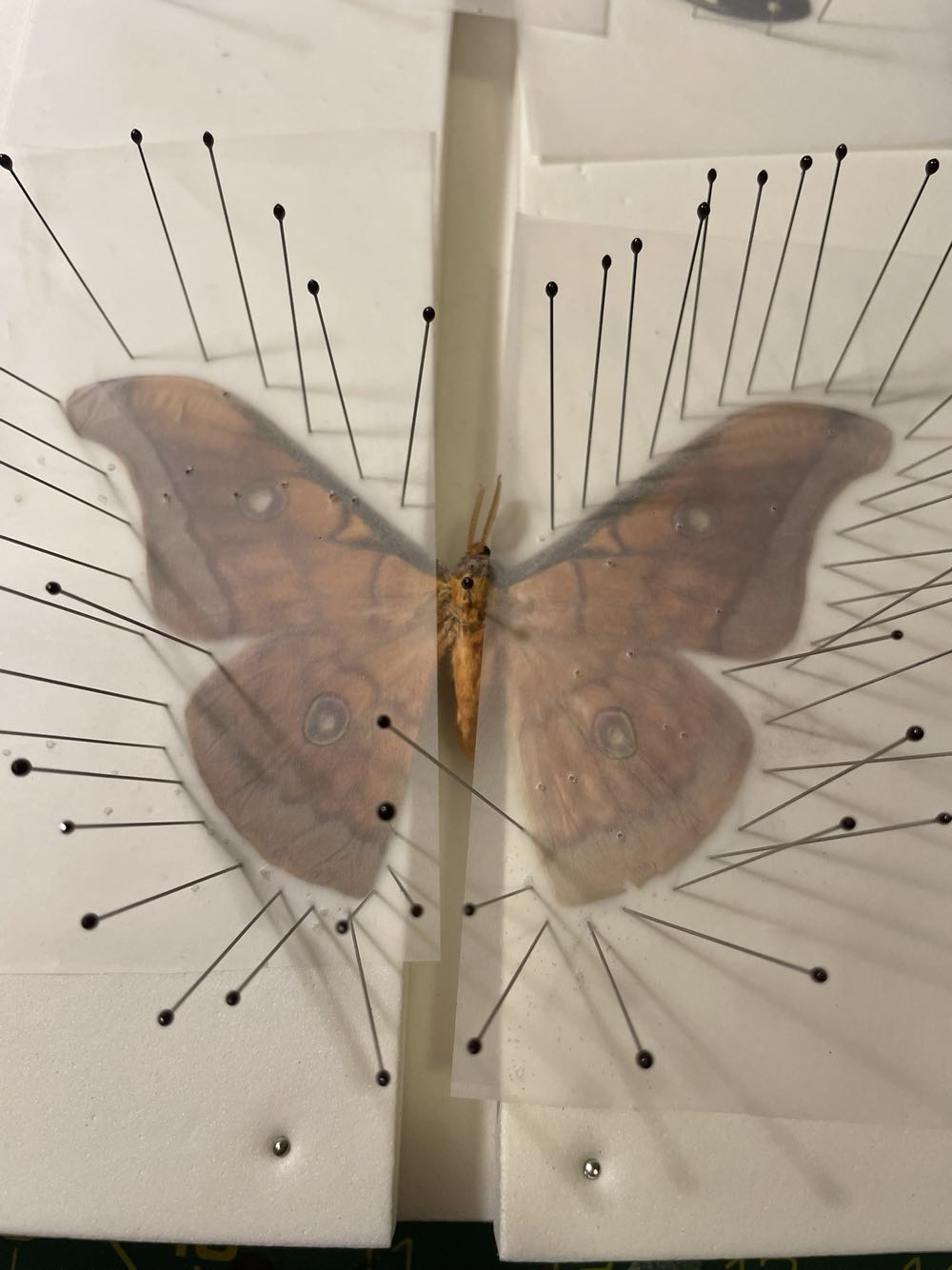 Thai Oak Silkmoth  art collectible - Main Image 3