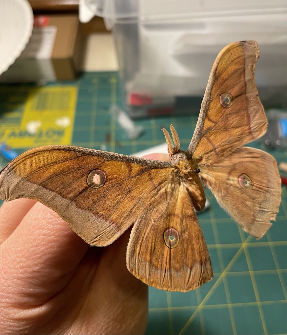 Thai Oak Silkmoth  art collectible - Main Image 4