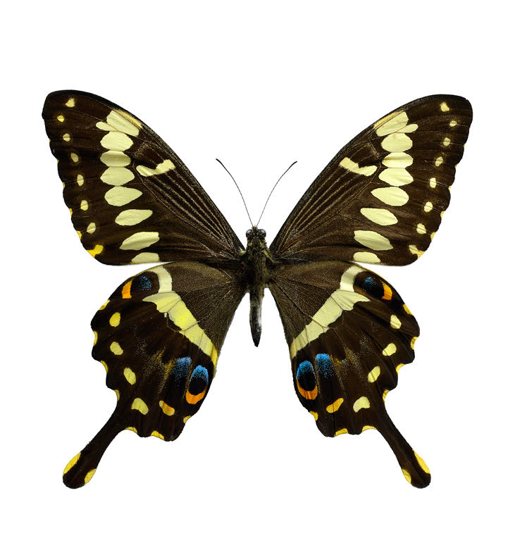 Know Me Me2090h5 Misses’ Shorts And Knit Tank Top Sewing Pattern Packet By The Stitch Fitz Design Code Me2090 Sizes 6-8-10-12-14