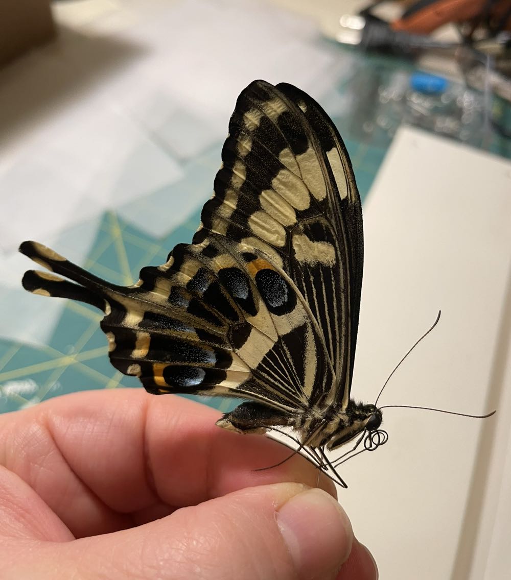 Emperor Swallowtail  art collectible - Main Image 2