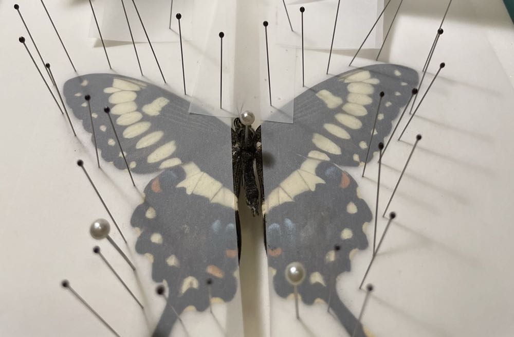 Emperor Swallowtail  art collectible - Main Image 3