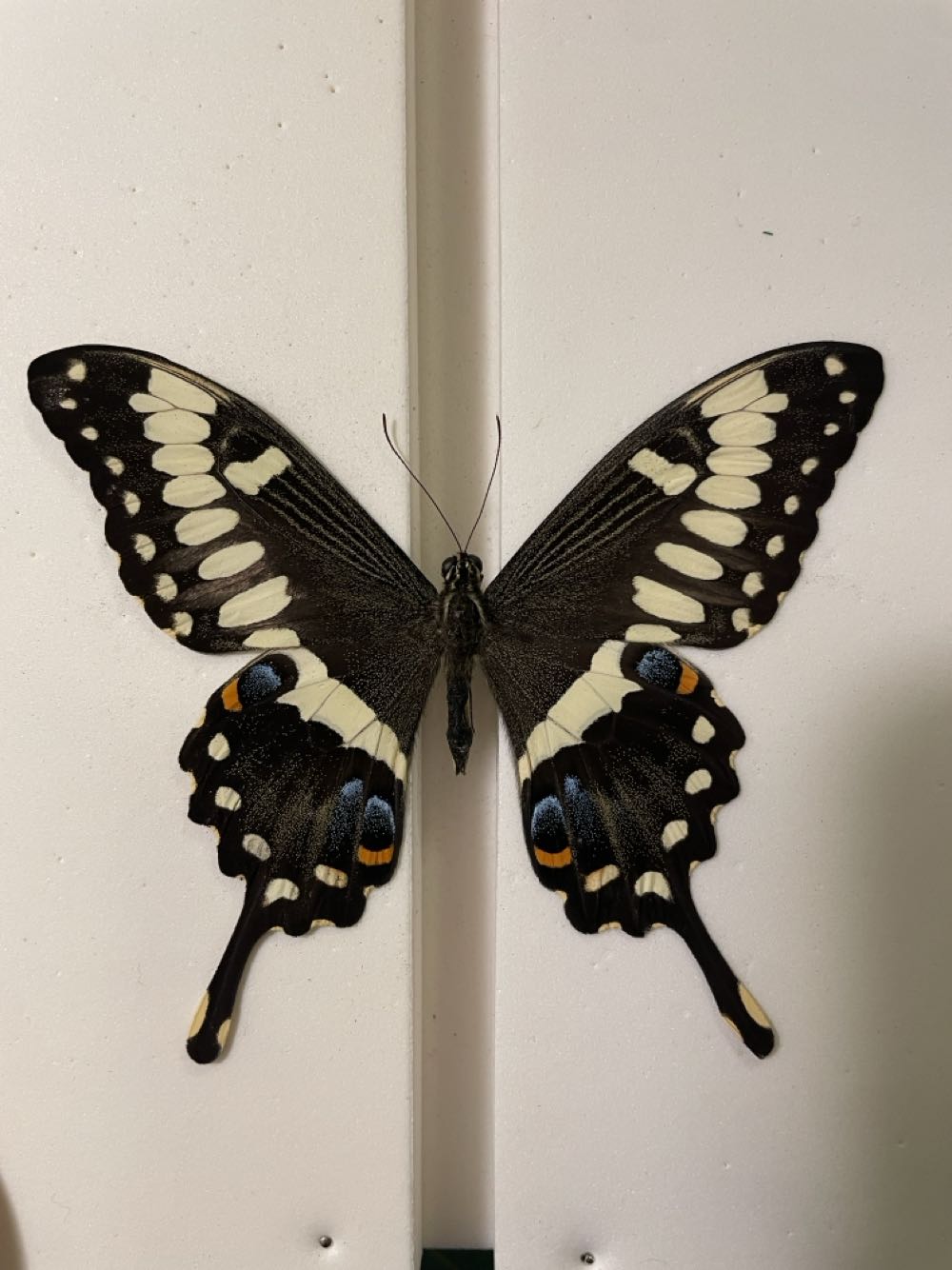 Emperor Swallowtail  art collectible - Main Image 4