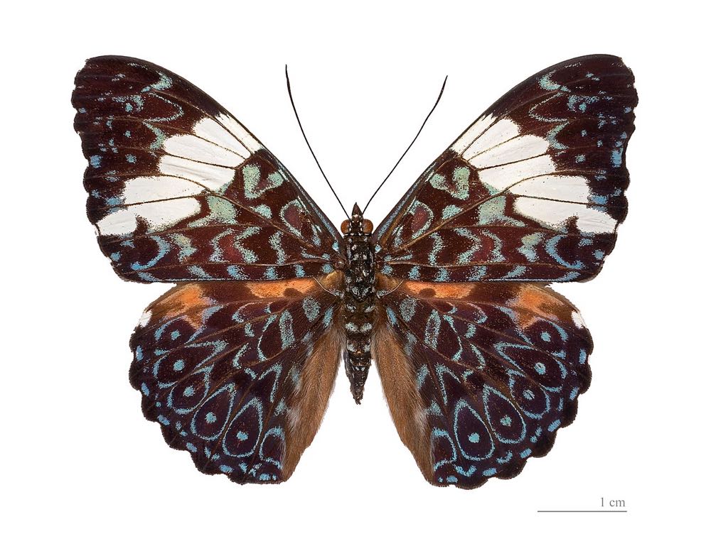 Spider-Man vs. Doctor Octopus