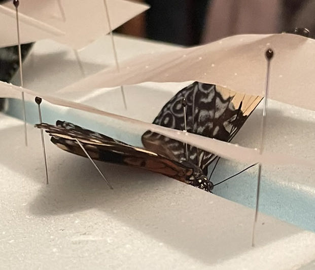 Tirquoise Cracker  art collectible - Main Image 2