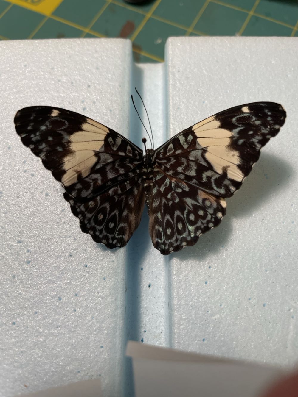 Tirquoise Cracker  art collectible - Main Image 3