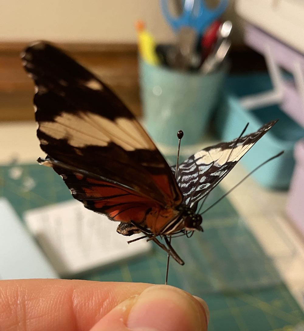 Tirquoise Cracker  art collectible - Main Image 4