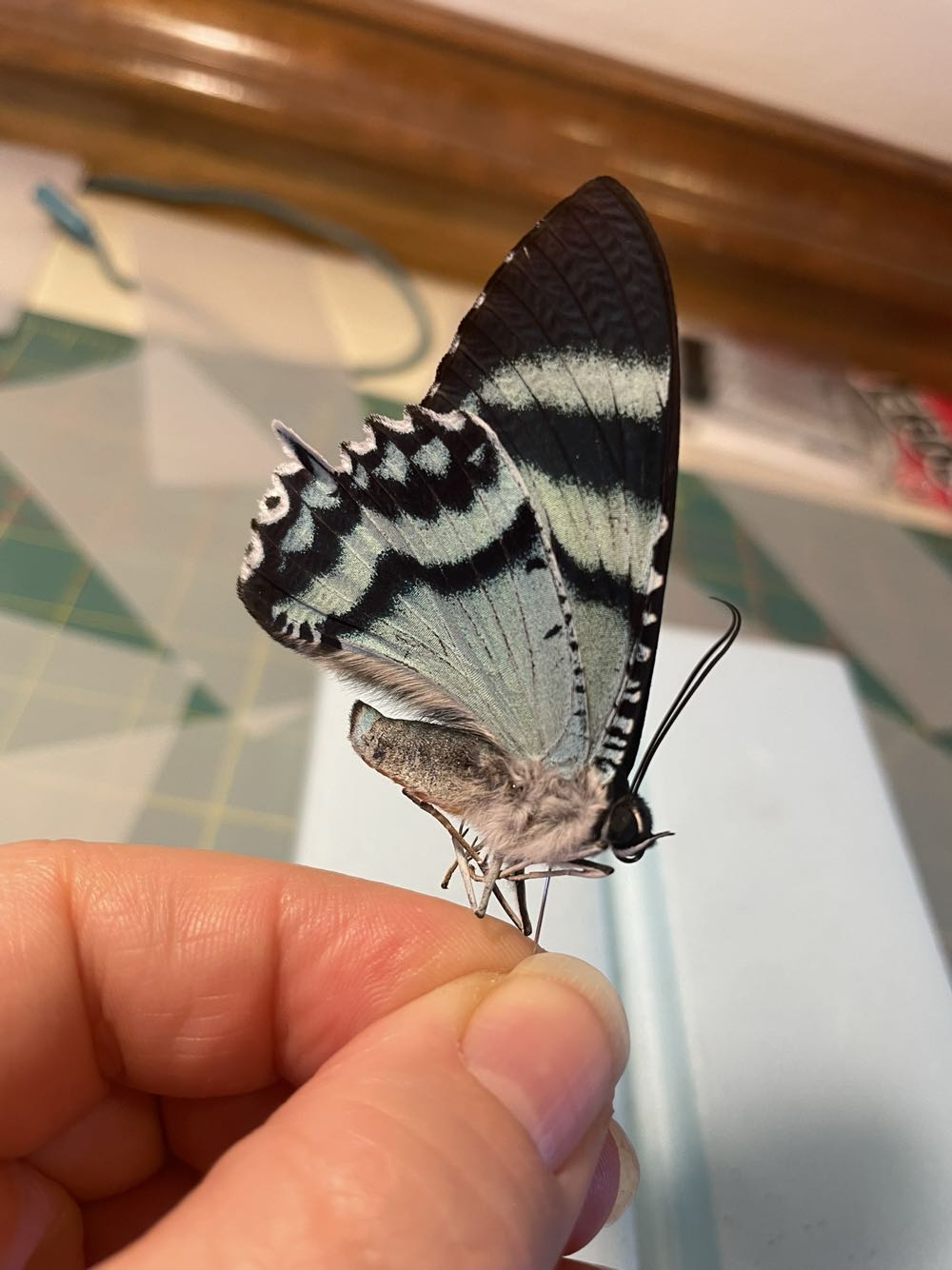 Blue Dayflying Moth  art collectible - Main Image 2