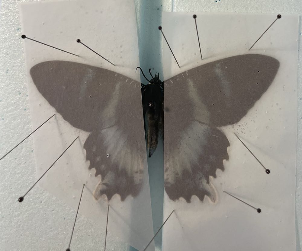 Blue Dayflying Moth  art collectible - Main Image 3