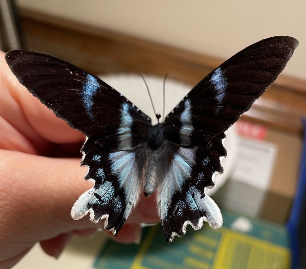 Blue Dayflying Moth  art collectible - Main Image 4