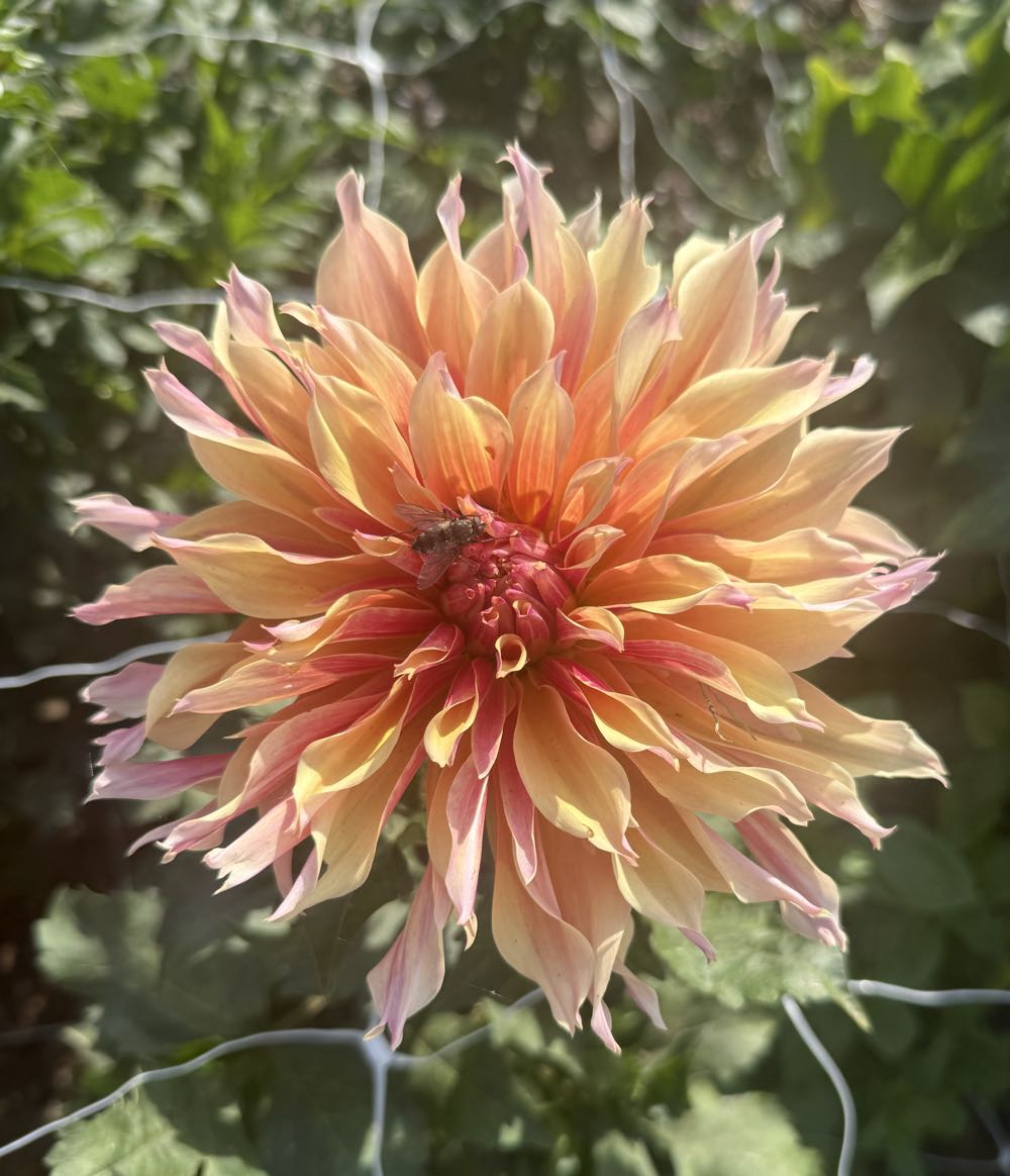 Labyrinth - D&D Blooms art collectible - Main Image 3