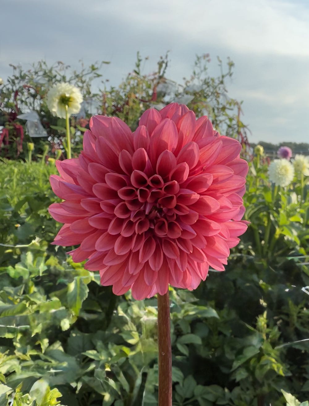 Mystique - D&D Blooms art collectible - Main Image 3