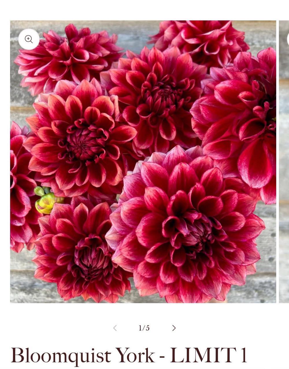 Walt Disney’s Donald’s Gold Mine Jenny the Burro Animation Drawing Sequence of 3