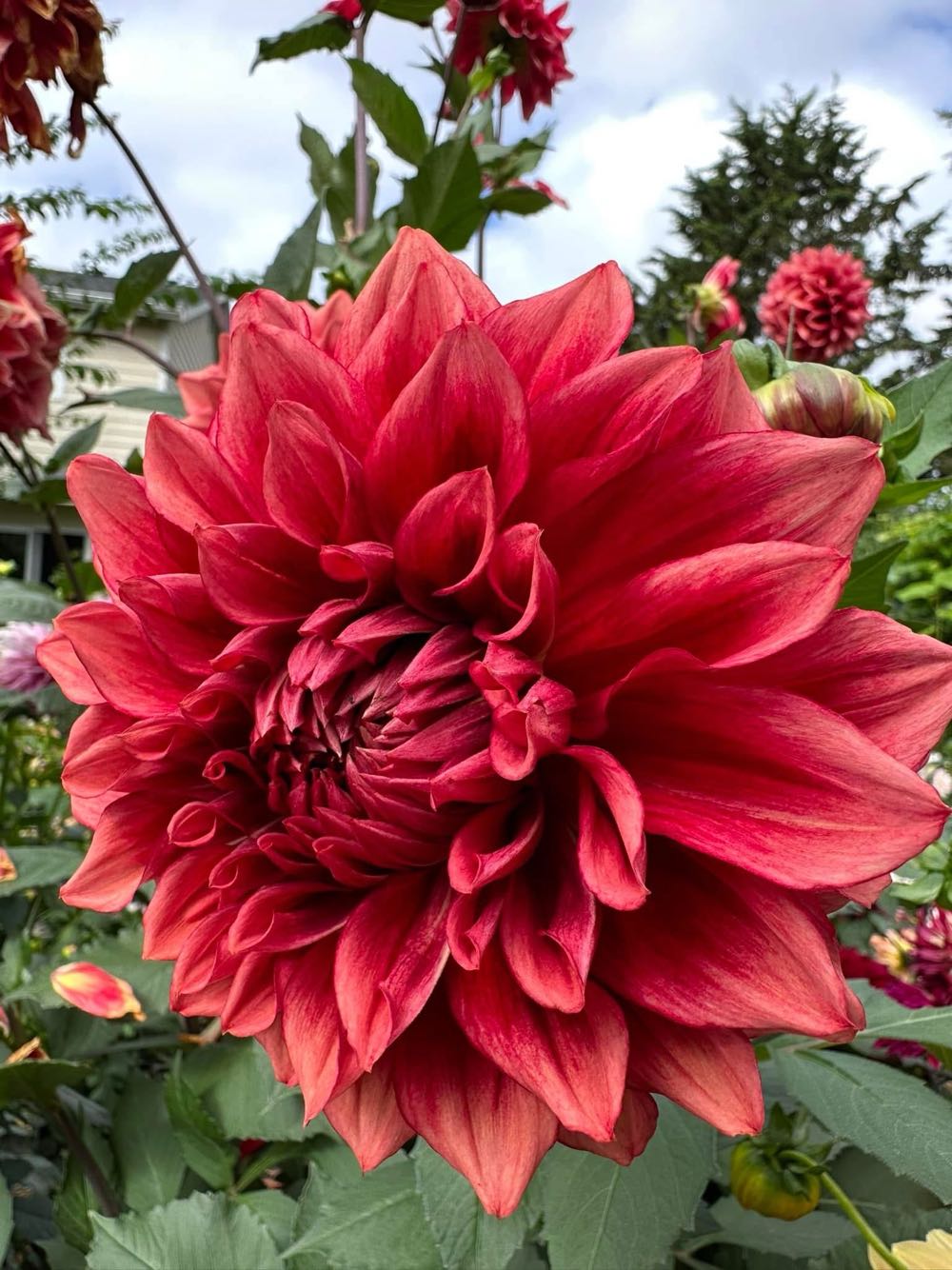 Bloomquist York - D&D Blooms art collectible - Main Image 2