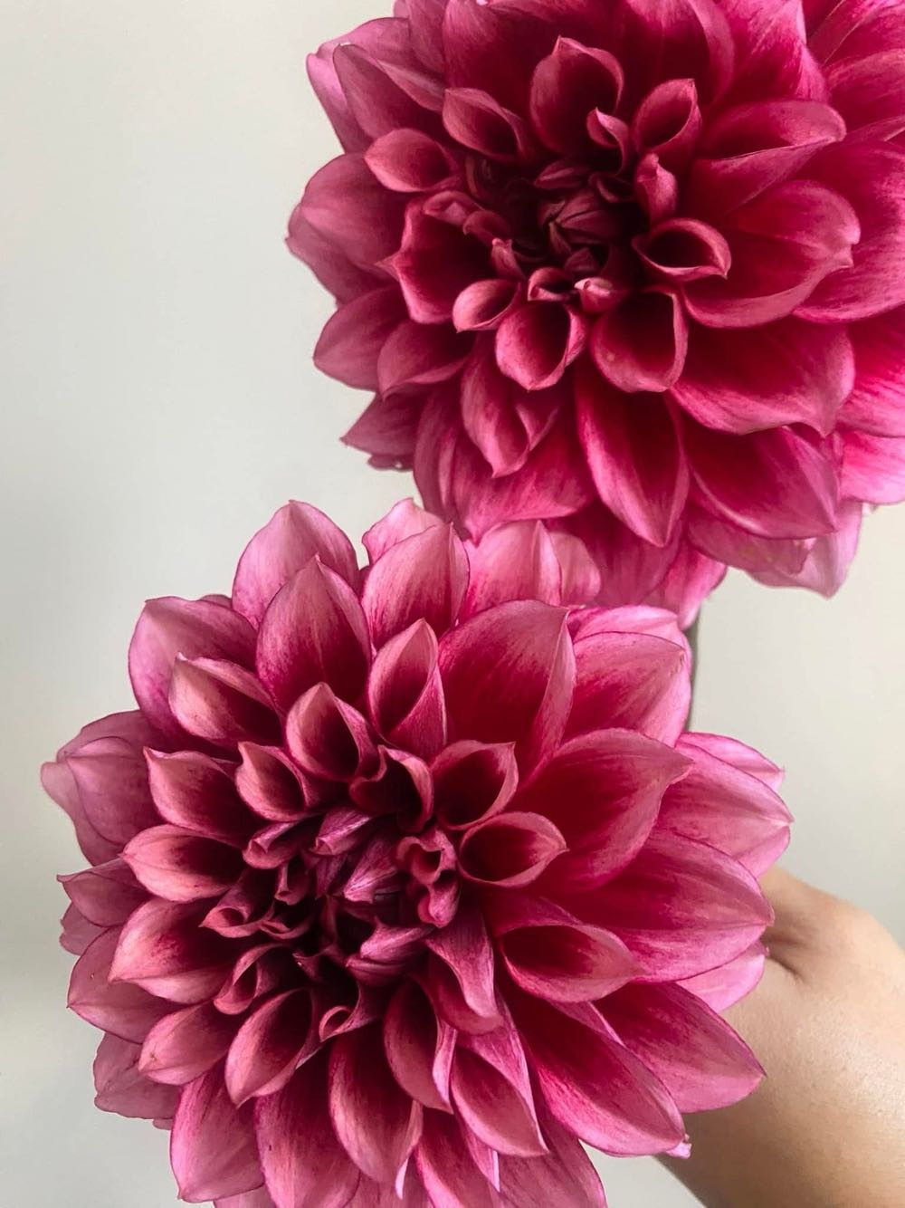 Bloomquist York - D&D Blooms art collectible - Main Image 3