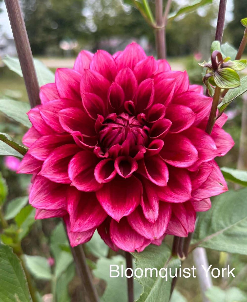 Bloomquist York - D&D Blooms art collectible - Main Image 4