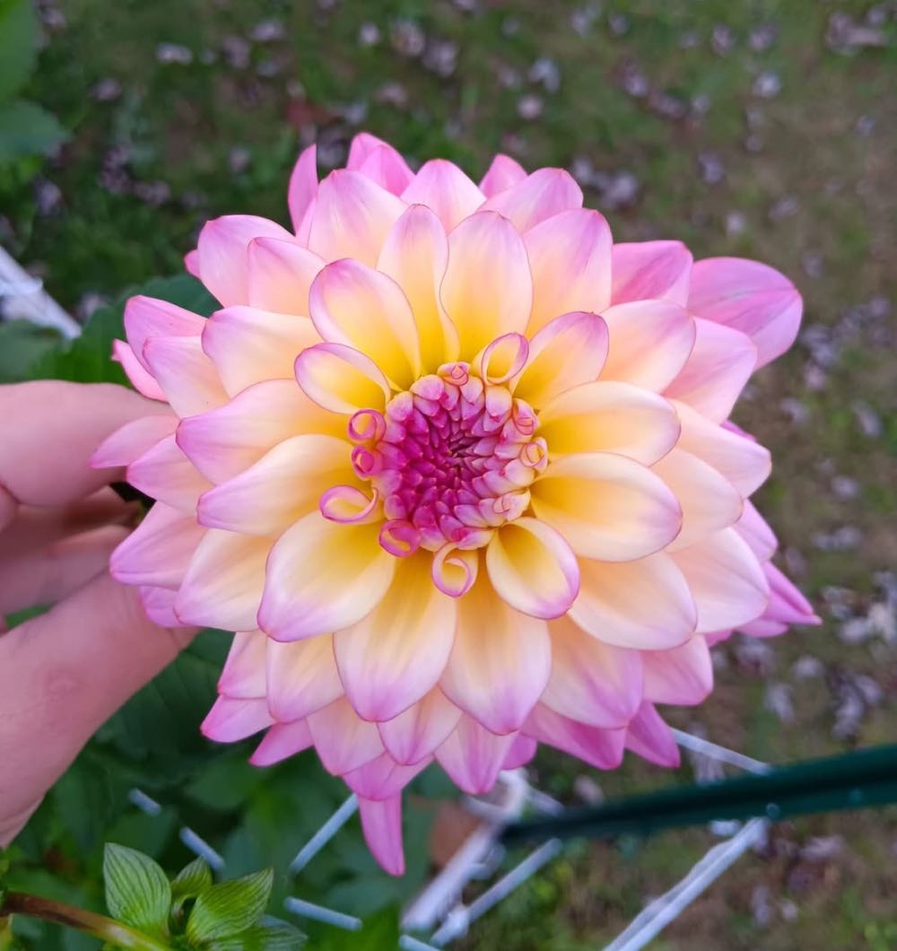 Dave And Sandy Wedding At Kneeler