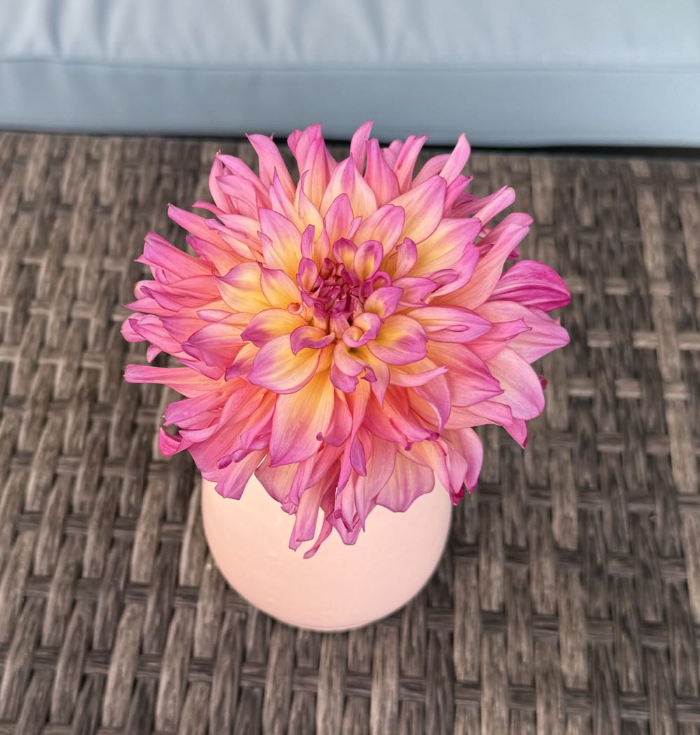 Bahama Mama - Ashley Snider art collectible - Main Image 2