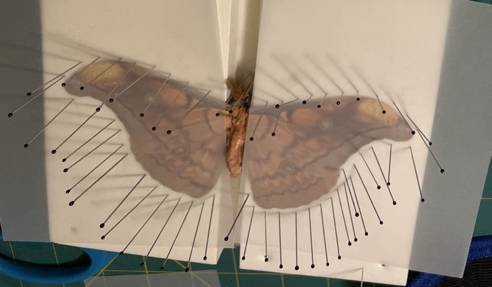 Japanese Silk Moth  art collectible - Main Image 2