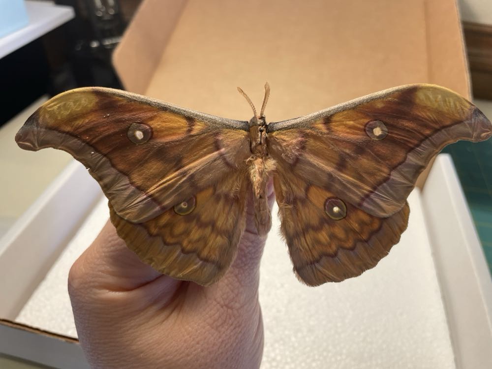 Japanese Silk Moth  art collectible - Main Image 3