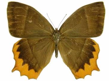 Disney Cruise Line - Wonder